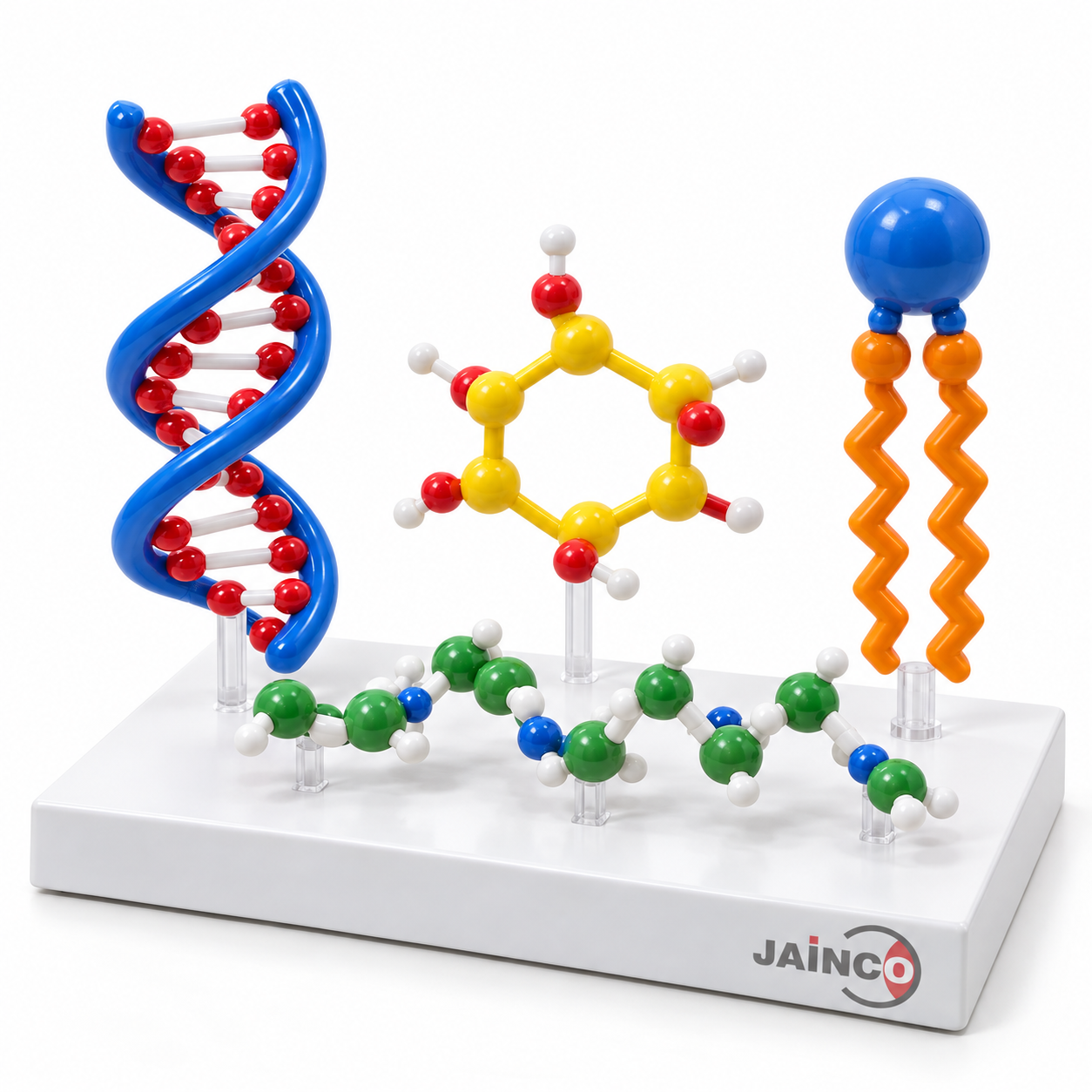 Biomolecules Model